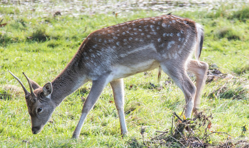 Deer.jpg