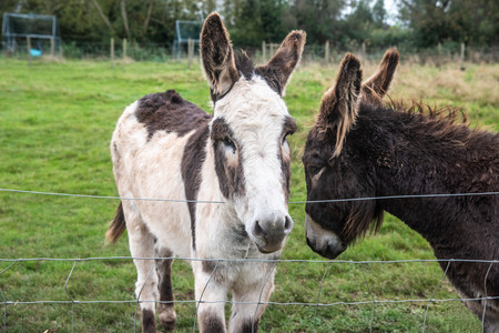 Donkeys.jpg