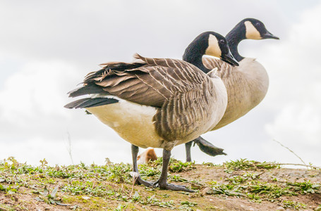 Canada Geese a.jpg