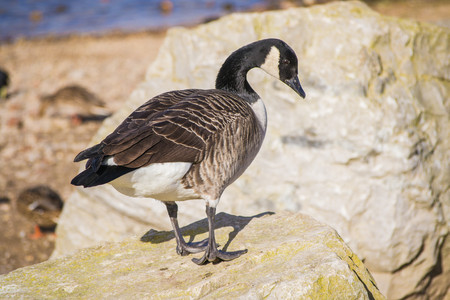 Canada Goose a.jpg