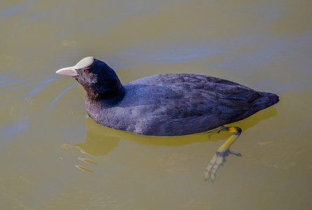Coot a.jpg