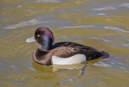 Duck a.jpg
