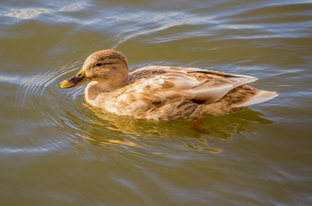 Duck c.jpg