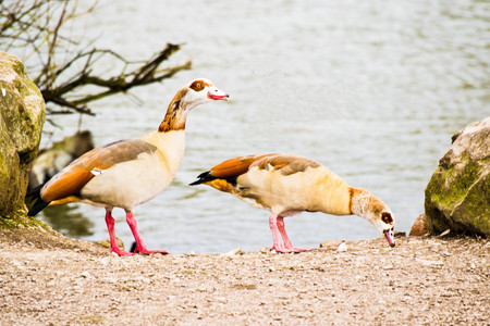 GEESE a.jpg