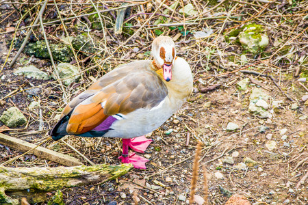 GOOSE a.jpg