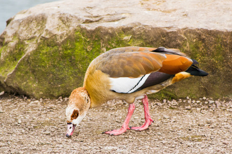 GOOSE b.jpg