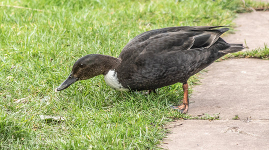 Mallard cross 2+.jpg