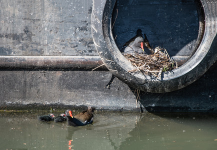 Moorhen & Chicks 1a+.jpg