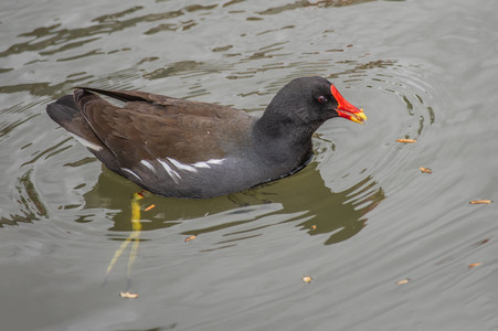 Moorhen 1b+.jpg