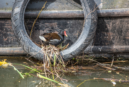 Moorhen on Nest1a.jpg